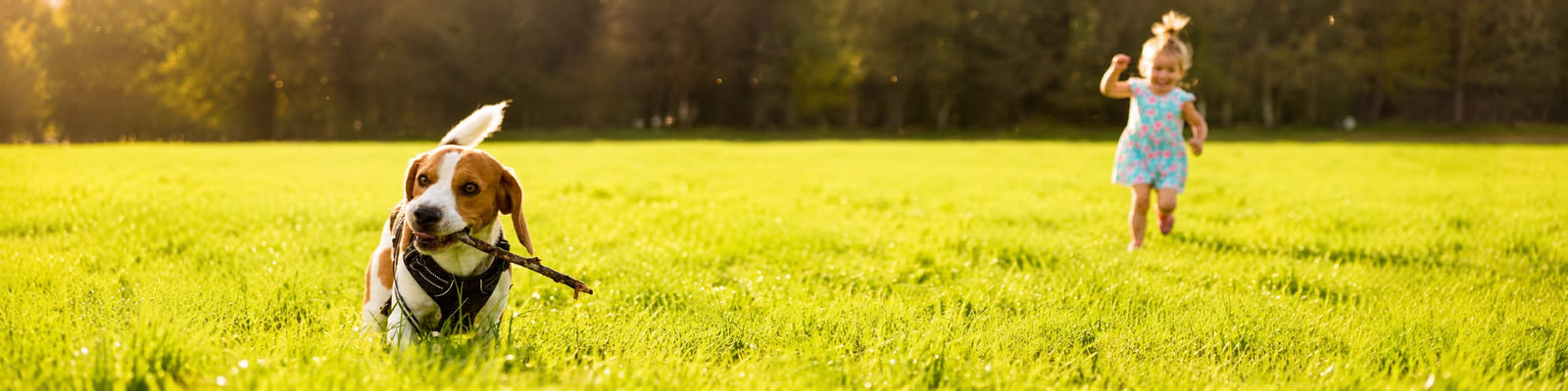 Septic Tank Treatments